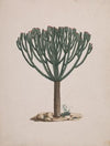Euphorbia abyssinica J.F. Gmel. (Ethiopian Tree-Spurge)