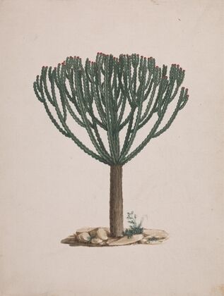 Euphorbia abyssinica J.F. Gmel. (Ethiopian Tree-Spurge)