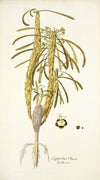 Euphorbia clava