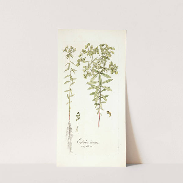 Euphorbia literata by Nikolaus Joseph Freiherr von Jacquin