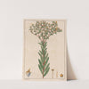 Euphorbia Papillosa (1824-1828) by Auguste de Saint-Hilaire