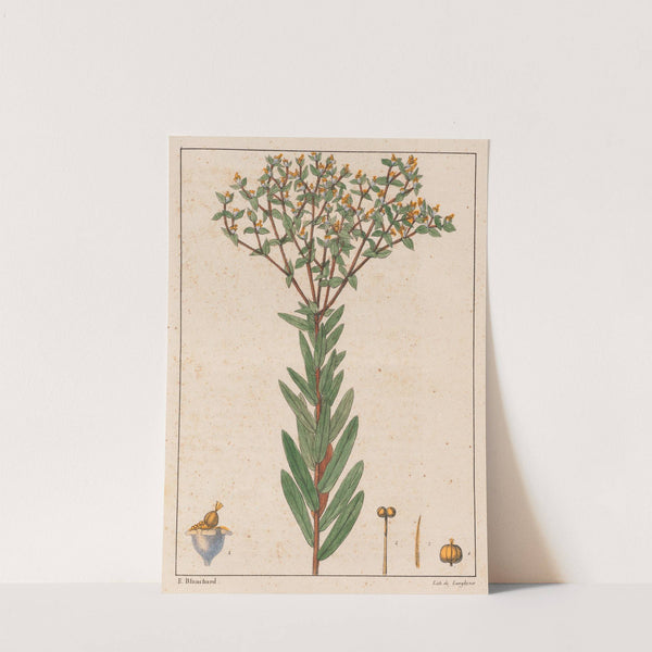 Euphorbia Papillosa (1824-1828) by Auguste de Saint-Hilaire