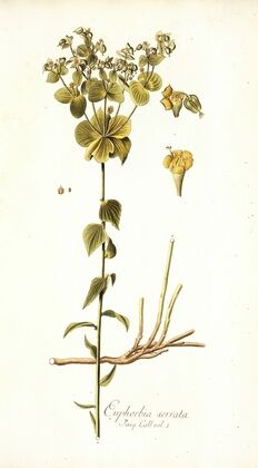 Euphorbia serrata