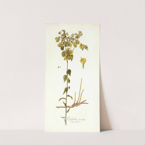 Euphorbia serrata (1781-1793) by Nikolaus Joseph Freiherr von Jacquin