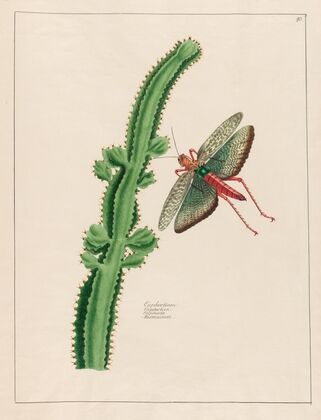Euphorbium (1797–1810)