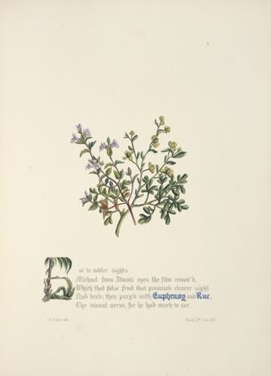 Euphrasy and rue.