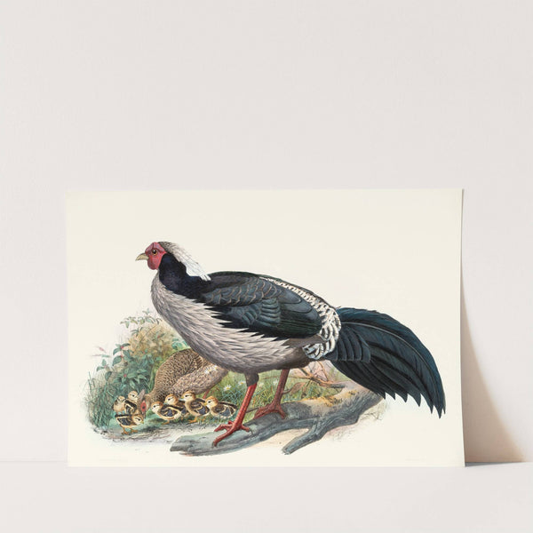 Euplocomus albo-cristatus. by Joseph Smit