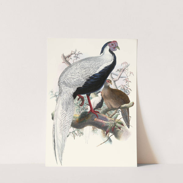 Euplocomus nycthemerus. by Joseph Smit