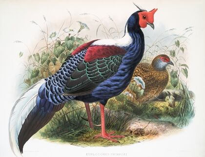 Euplocomus Swinhoei. (1872)