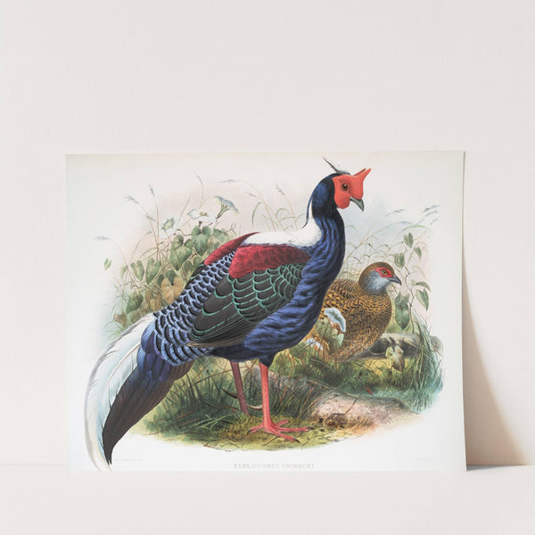 Euplocomus Swinhoei. (1872) by Joseph Smit