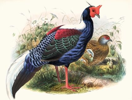 Euplocomus Swinhoei.