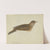 Eurasian skylark by James Sowerby
