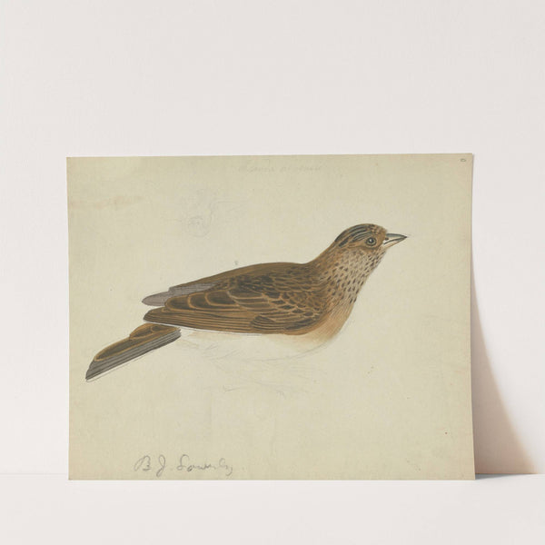 Eurasian skylark by James Sowerby