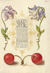 European Columbines and Sweet Cherry (1561–1596)