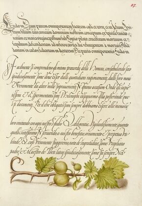European Currant (1561–1596)