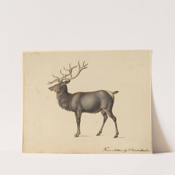 European Elk by Peter Rindisbacher
