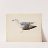 European Herring Gull by Magnus Von Wright