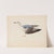 European Herring Gull by Magnus Von Wright