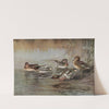 European Teal, American Green-Winged Teal (1922-1926) by Allan Brooks