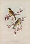 Euspiza malanocephala. Black-headed Bunting. (1862-1873)