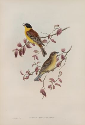 Euspiza malanocephala. Black-headed Bunting. (1862-1873)