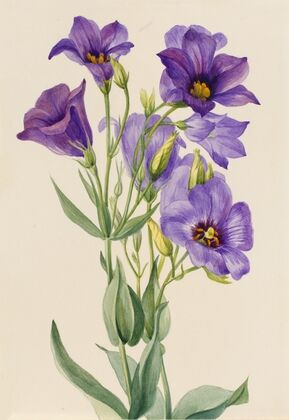 Queencup (Clintonia uniflora) (1902)