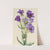 Eustoma russelianum (ca. early 1930s) by Mary Vaux Walcott
