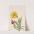Evening Primrose (Oenothera howardi) (1928-1931) by Mary Vaux Walcott