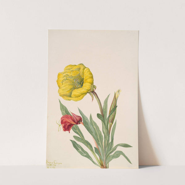 Evening Primrose (Oenothera howardi) (1928-1931) by Mary Vaux Walcott