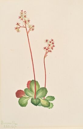 Evergreen Saxifrage (Leptarrhena pyrolifolia) (1917)