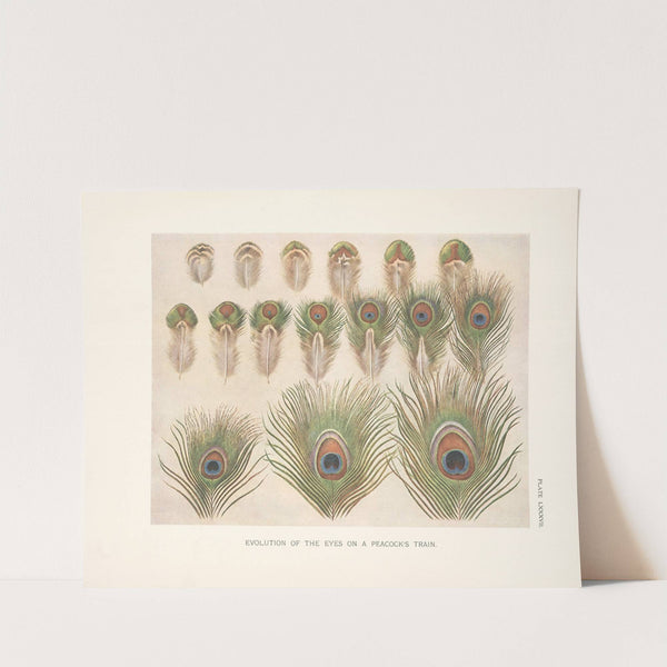 Evolution of the eyes on a Peacocks train. (1918-1922) by Henrik Gronvold
