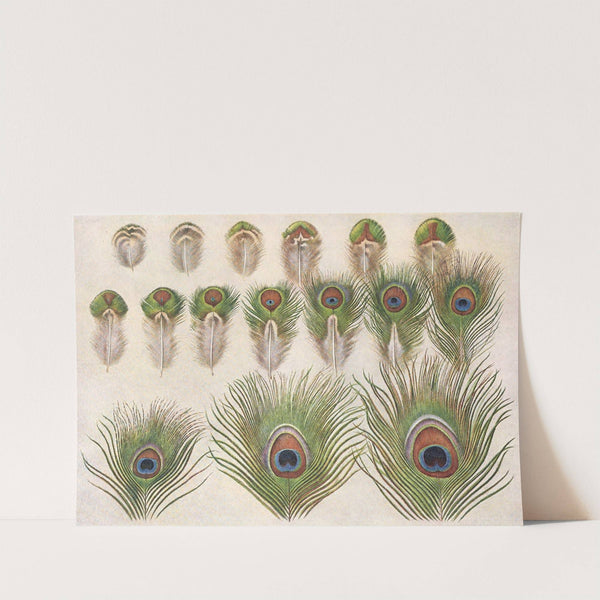Evolution of the eyes on a Peacock&#039;s Train by Henrik Gronvold