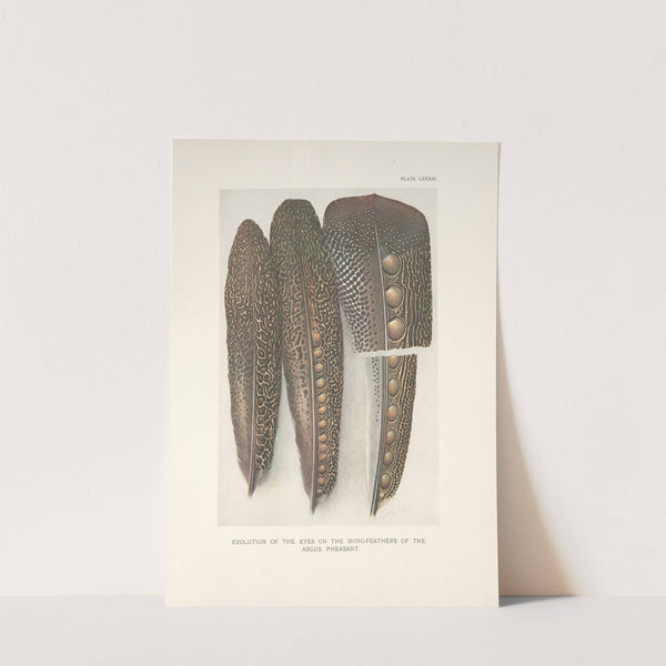 Evolution of the eyes on the wing-feathers of the Argus Pheasant. (1918-1922) by Henrik Gronvold