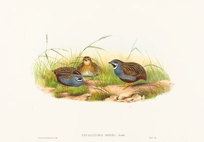 Excalftoria minima (Blue-breasted Quail)