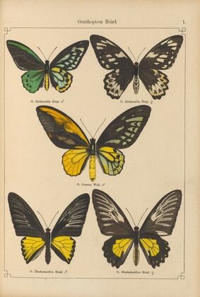 Exotische schmetterlinge Pl.001
