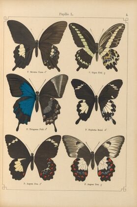 Exotische schmetterlinge Pl.004