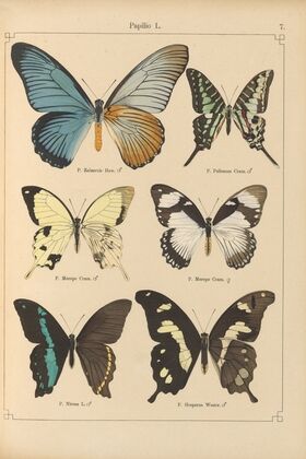 Exotische schmetterlinge Pl.007