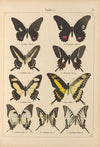 Exotische schmetterlinge Pl.011