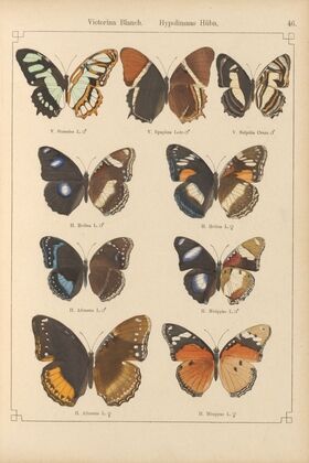 Exotische schmetterlinge Pl.046