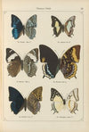Exotische schmetterlinge Pl.059
