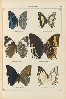 Exotische schmetterlinge Pl.059