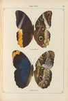 Exotische schmetterlinge Pl.075