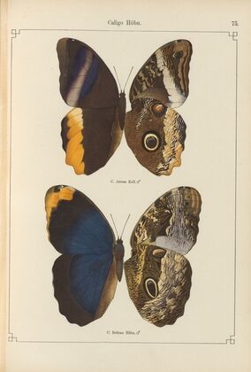 Exotische schmetterlinge Pl.075