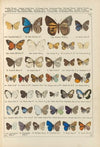 Exotische schmetterlinge Pl.094