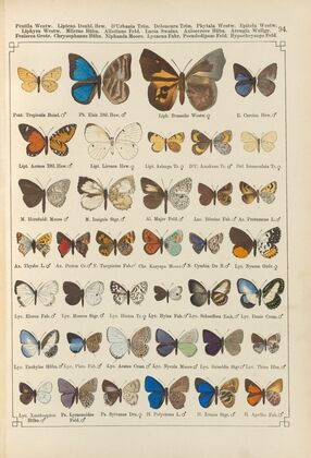 Exotische schmetterlinge Pl.094