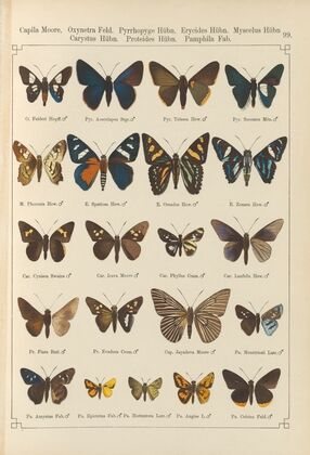 Exotische schmetterlinge Pl.099
