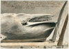Expositie te Le Havre van aangespoelde walvis, 1857