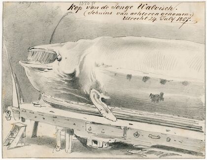 Expositie te Le Havre van aangespoelde walvis
