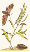 EYED HAWK-MOTH