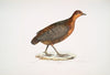 Eyed Partridge, Perdix oculea. Natural size. Bengal.